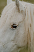 Profile close up beautiful white horse with spots around eye\n