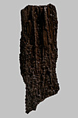 Nahaufnahme Detail texturiertes braunes versteinertes Holz auf grauem Hintergrund