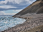 Large group of penguins on land along sea, Antarctic Peninsula, Weddell Sea, Antarctica\n