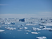 Melting glacial ice chunks floating on sunny ocean surface, Antarctic Peninsula, Antarctica\n
