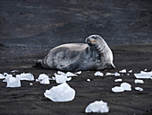 Seal laying among melting ice, Antarctic Peninsula, Antarctica\n