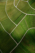Aerial view of textured green vineyard crops, Uhlbach, Germany\n