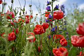 Close up beautiful red and purple flowers in idyllic, rural field\n