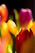 Nahaufnahme von gelben und roten Tulpen