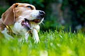 Nahaufnahme eines dreifarbigen Beagle-Hundes, der einen Knochen kaut