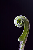 Hart's tongue fern on black background\n