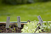 Spring seedling of organic herbs\n