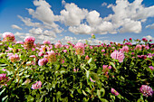 Rosa Blumenfeld mit blauem Himmel