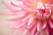 Extreme close up of a pink dahlia\n