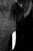 Extreme close up of African elephant\n