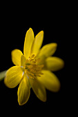 Yellow buttercup on black background\n