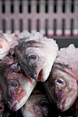 Close up of fish covered with ice\n