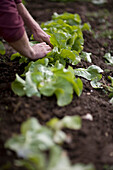 Close up of farmer's hands picking lettuce\n