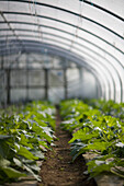 Vegetable plants in greenhouse\n