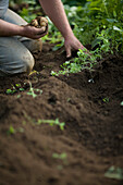 Close up of farmer's hands picking new potatoes\n