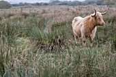 Haariger Stier mit Hörnern steht auf einem Feld mit wildem Gras
