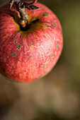 Extreme close up of a red apple\n