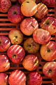 Extreme close up of red apples laid out on a crate\n