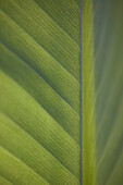 Extreme close up of banana leaf (genus Musa)\n