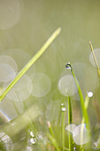 Extreme close up of grass with droplets of dew\n