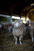 Porträt eines Schafes im Stall