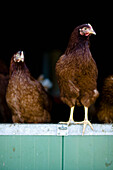 Chickens roaming in chicken run\n
