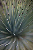 Nahaufnahme von Yucca rostrata