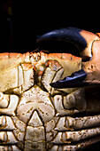 Extreme Nahaufnahme von Krabbe und Schere