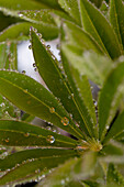 Close up of lupin leaves with dew drops\n