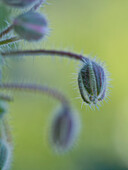 Borretsch-Sternblume auf grünem Hintergrund