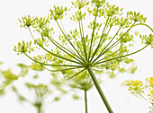 Close up of fennel flower\n