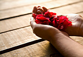 Nahaufnahme von Frauenhänden, die rote Blütenblätter halten