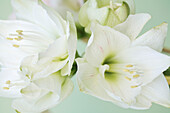 Extreme Nahaufnahme von weißen Lilien (Lilium longiflorum)