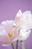 Weiße Blüten auf lila Hintergrund