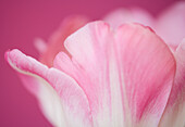 Extreme Nahaufnahme einer rosa Tulpe Tulipa