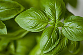 Extreme close up of basil leaves\n
