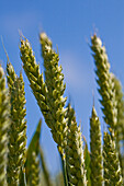 Close up of young green wheat stalks and blue sky\n