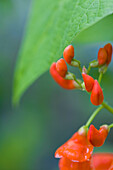 Close up of a scarlet runner bean flower\n