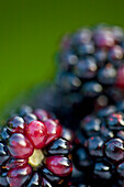 Close up of blackberries\n