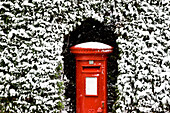 Britischer Briefkasten umgeben von einer schneebedeckten Hecke
