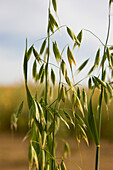 Wild oat in a field\n