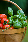 Close up of hand picked cherry tomatoes and basil leaves in a basket\n