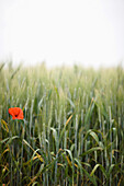 Close up of young green wheat stalks and a red poppy flower\n