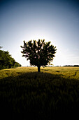 Baum wirft einen Schatten auf ein Feld