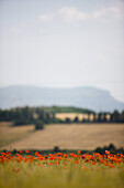 Red poppy field and countryside view\n