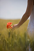 Close up of a woman hand holding red poppies in a field\n