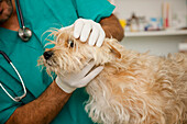 Nahaufnahme eines Tierarztes bei der Untersuchung eines Hundes