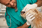 Nahaufnahme eines Tierarztes, der die Zähne eines Hundes untersucht
