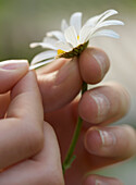 Nahaufnahme eines Mädchens, das mit den Händen ein Blütenblatt von einem Gänseblümchen abzupft