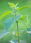 Close up of Nettle stalks and leaves\n